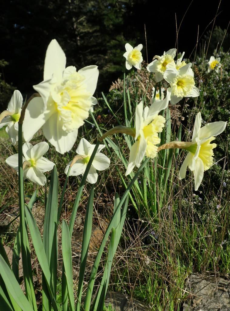 Narcissus 'Daydream';  white-yellow flowers with light-yellow cup-shaped corona, long, slender, dark-green stems, and dark-green, long, narrow leaves
