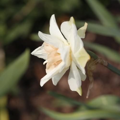 Off-white flower with beige center and green petiole.