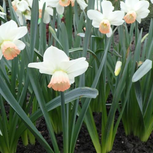 Narcissus 'Easter Bonnet'; white-pink flowers with tea-pink, cup-shaped corona, long, slender, blue-green stems, and blue-green, long, narrow leaves