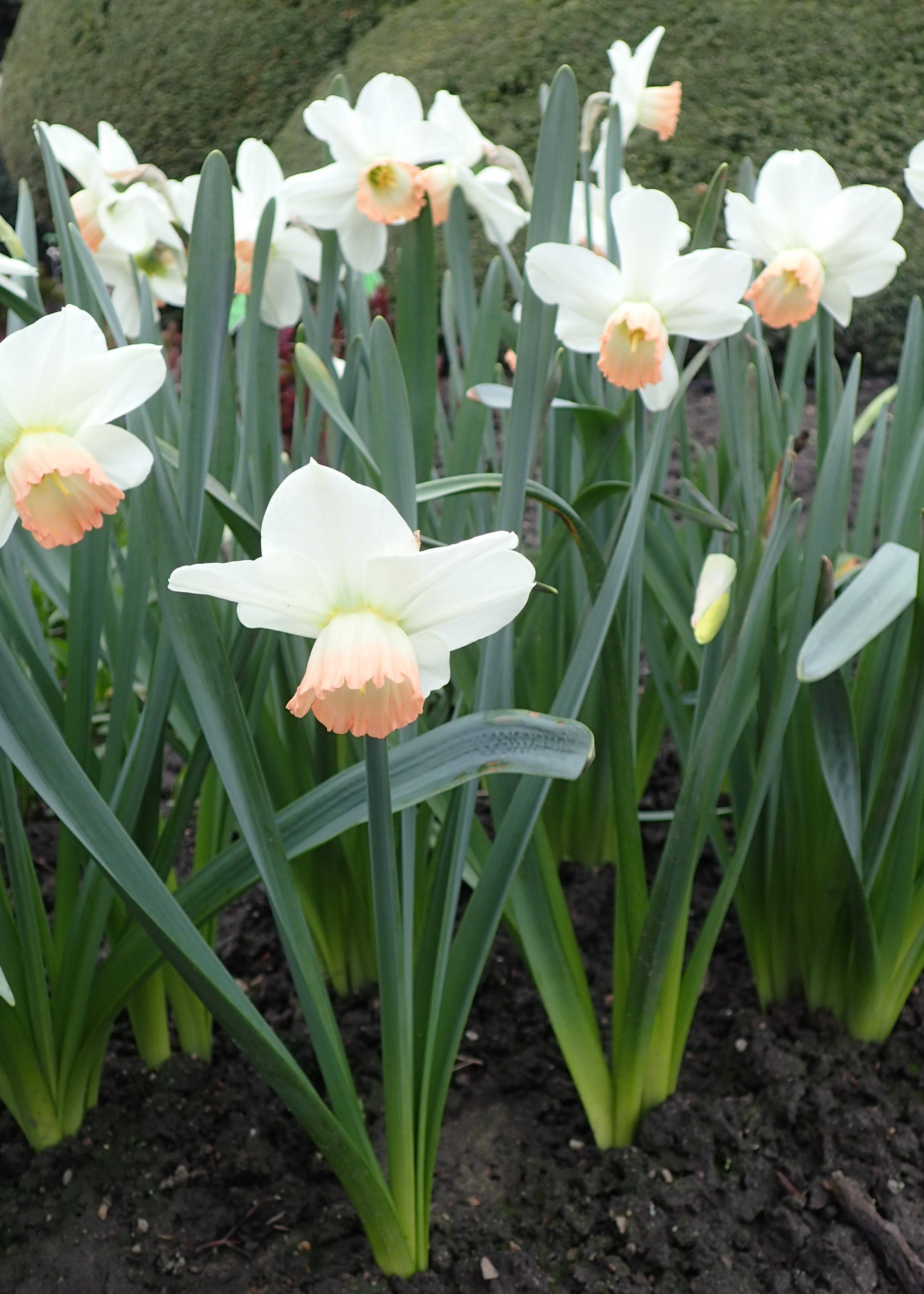 Narcissus 'Easter Bonnet'; white-pink flowers with tea-pink, cup-shaped corona, long, slender, blue-green stems, and blue-green, long, narrow leaves