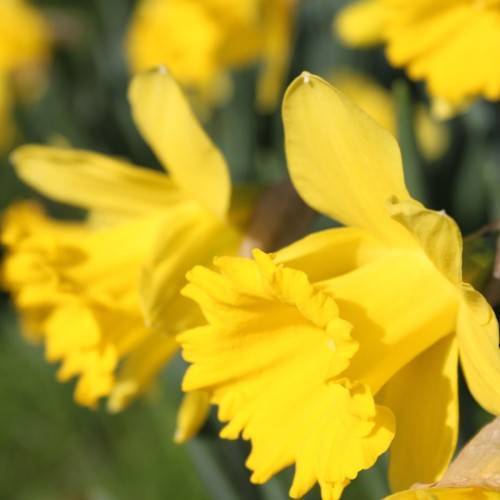 bright-yellow flowers with green leaves and stems