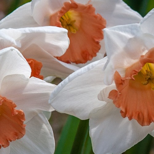 White flower with orange center, yellow style, stigma and stamen and green leaves.