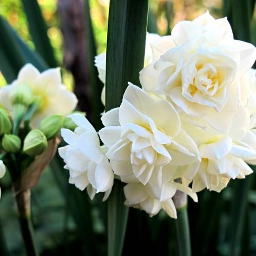 Narcissus 'Erlicheer'; velvety, white, rose-like flowers with long, slender, blue-green stems, green buds, and blue-green, long, narrow leaves