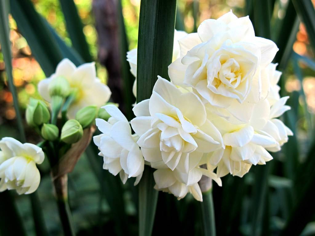 
Narcissus 'Erlicheer'; velvety, white, rose-like flowers with  long, slender, blue-green stems, green buds, and blue-green, long, narrow leaves