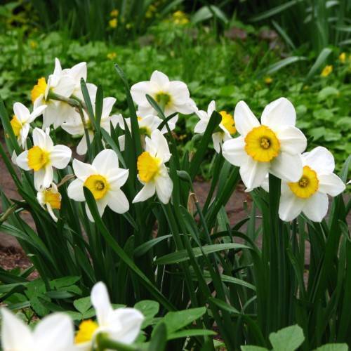 white flowers with yellow center, green leaves and stems