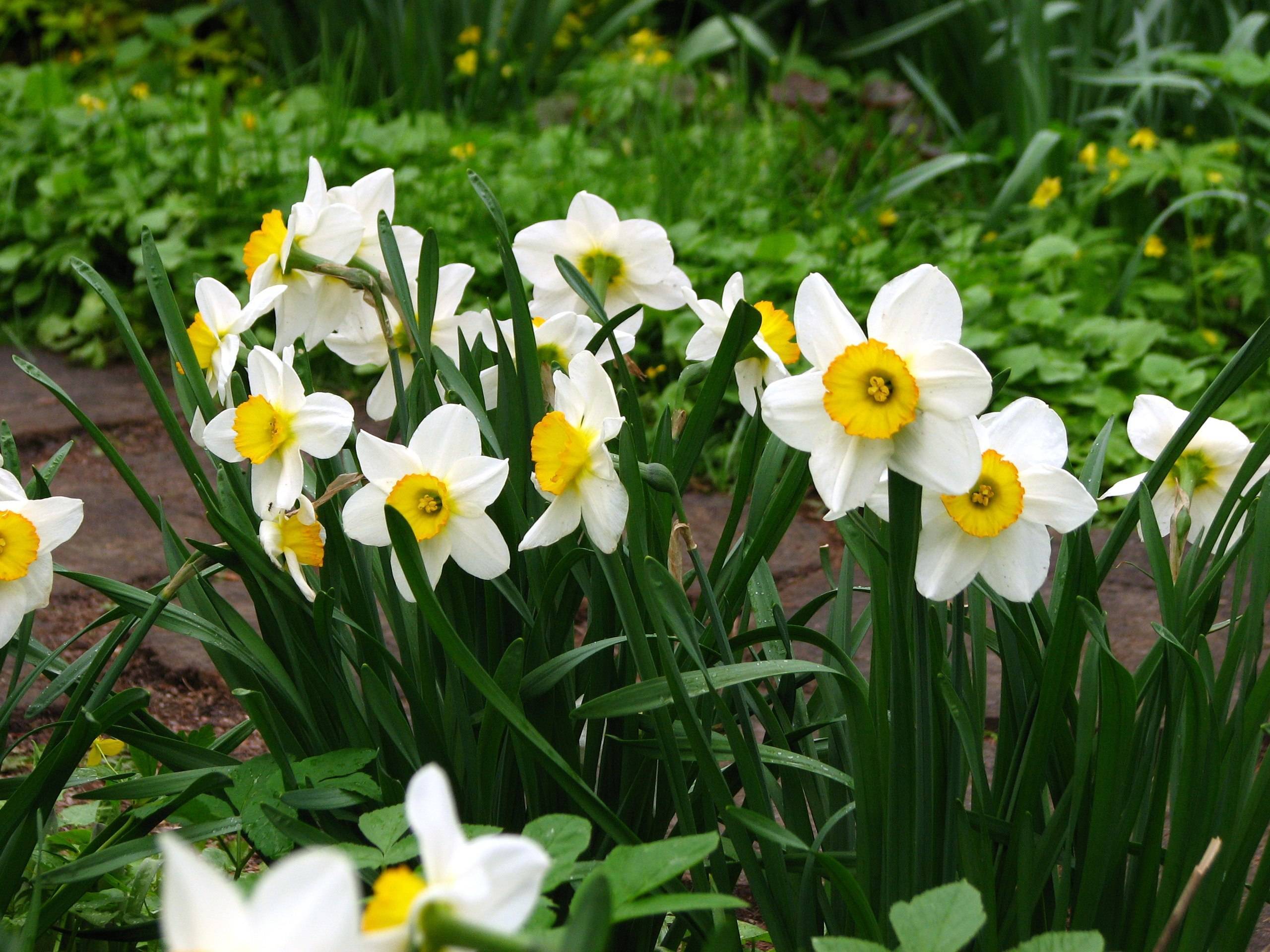 white flowers with yellow center, green leaves and stems