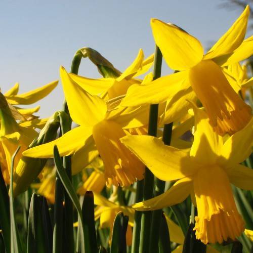Narcissus 'February Gold'; bright-yellow flowers with dark-yellow corona, long, slender, dark-green stems, and dark-green, long, narrow leaves