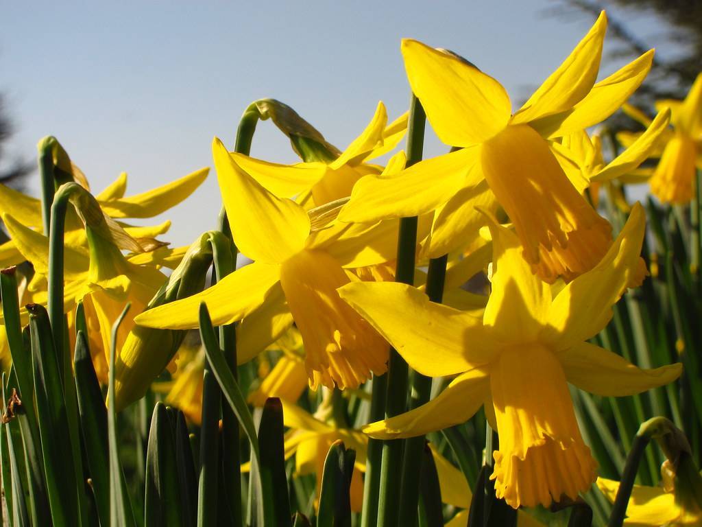 Narcissus 'February Gold'; bright-yellow flowers with dark-yellow corona, long, slender, dark-green stems, and dark-green, long, narrow leaves