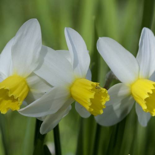 white flowers with yellow center, green leaves and stems