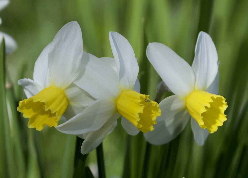 white flowers with yellow center, green leaves and stems