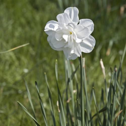 a white flower with green leaves and stems
