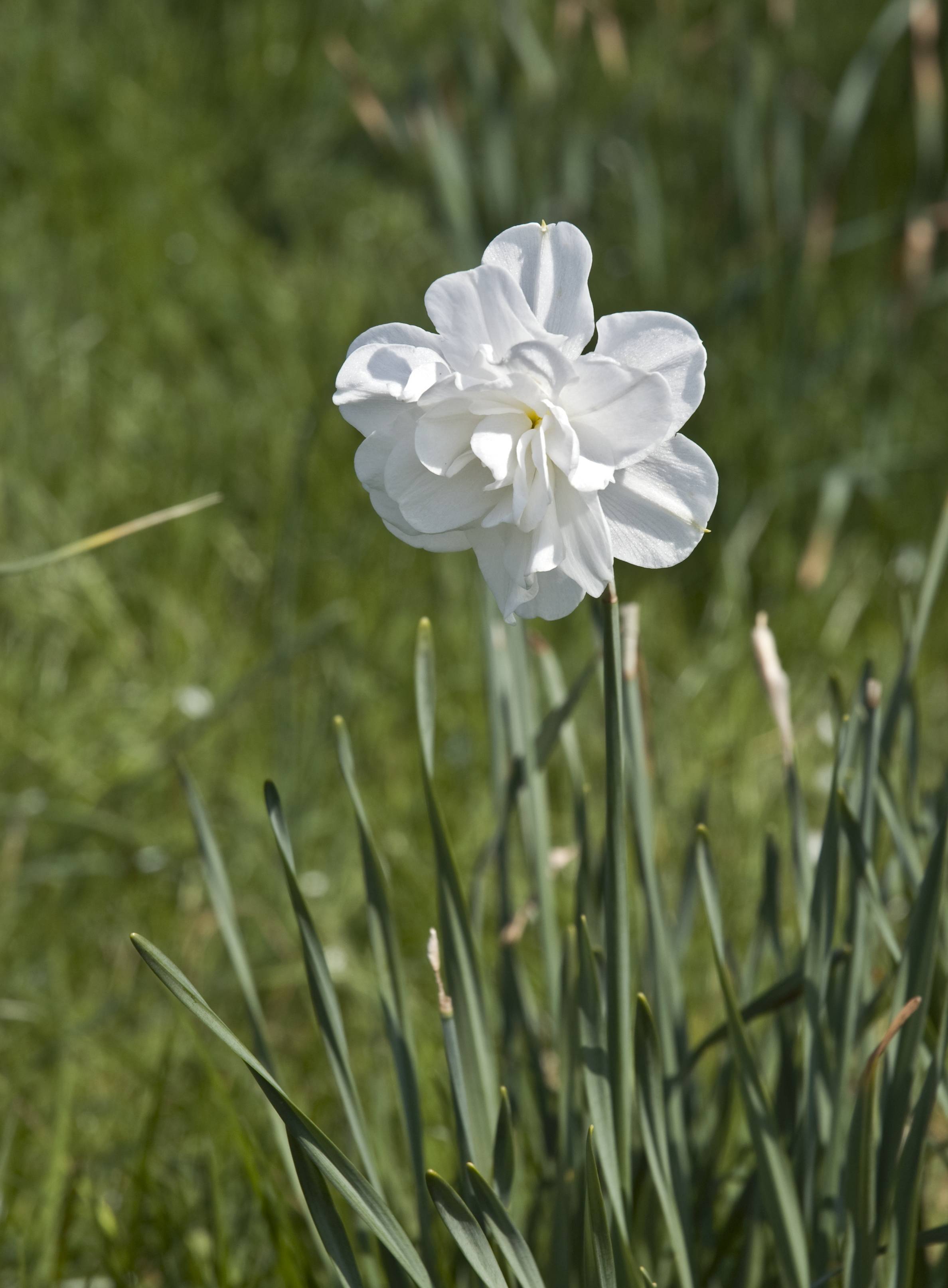 a white flower with green leaves and stems