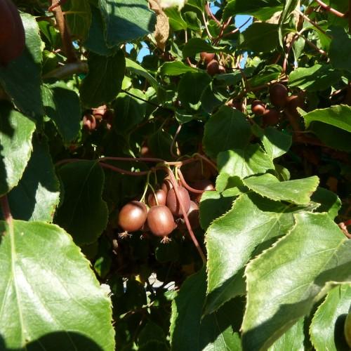 red-brown fruits with olive leaves and pink stems