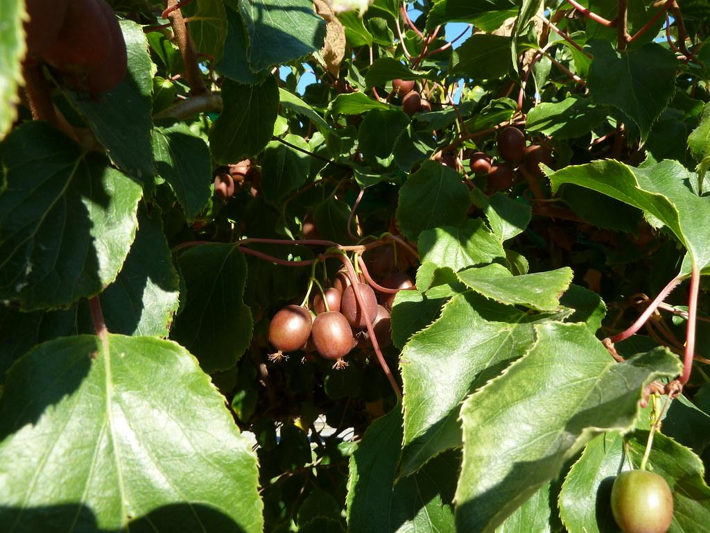 red-brown fruits with olive leaves and pink stems