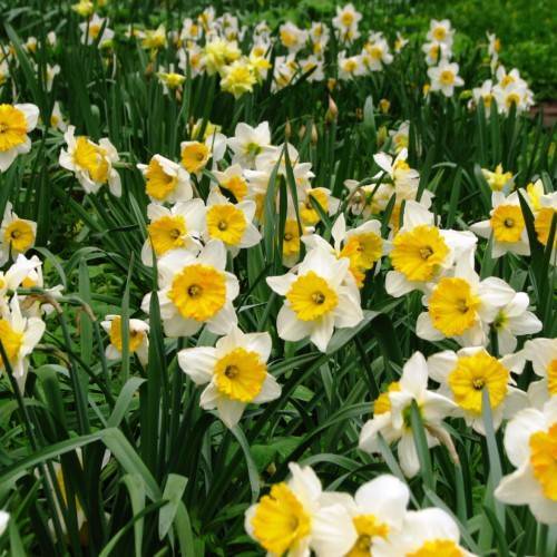 wihte flowers with yellow center, green leaves and stems