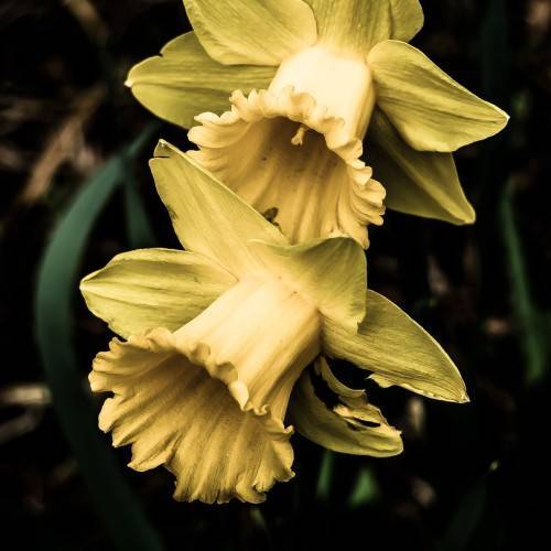 pale-yellow flowers with dark-green leaves and stems