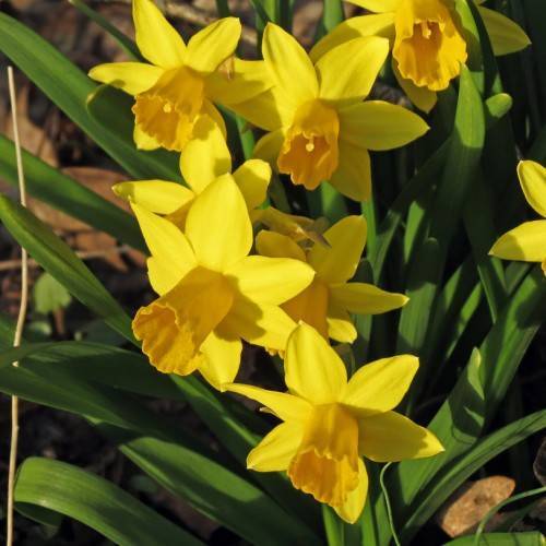 bright-yellow flowers with yellow stamens, bell-shaped corona, and long, green, narrow, shiny leaves