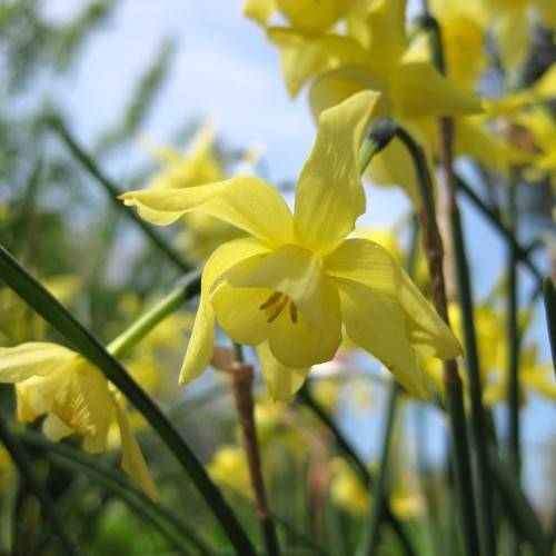 soft-yellow flowers with cup-shaped corona, dark-green, slender stems, and long, dark-green, narrow leaves