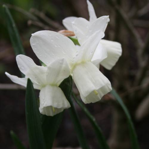 white flowers with dark-green leaves and stems