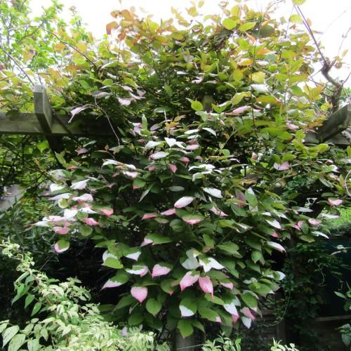 Pink-green leaves on green-colored stems.