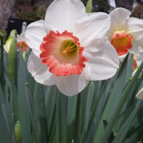 White flower with with scarlet-yellow center, yellow-lime filaments and style, yellow anthers, yellow stigma, lime-green buds and dark-green leaves.