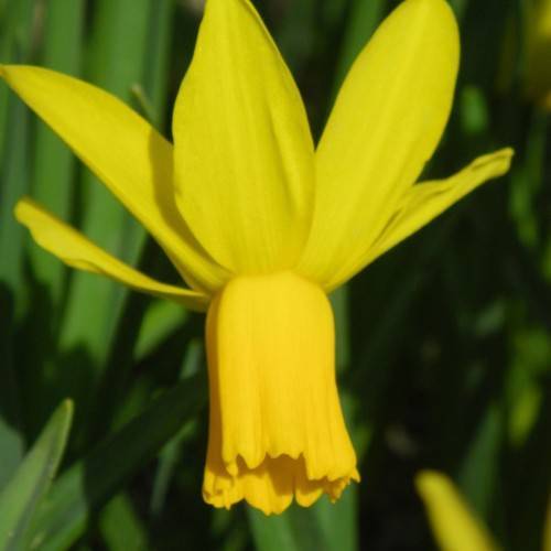 bright-yellow flowers with green leaves and stems
