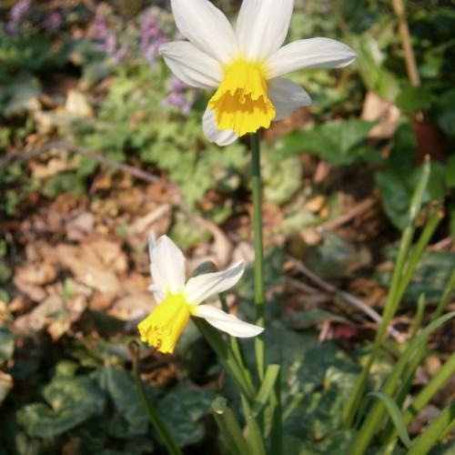 White flower with yellow center stigma and anthers, green stems and leaves,