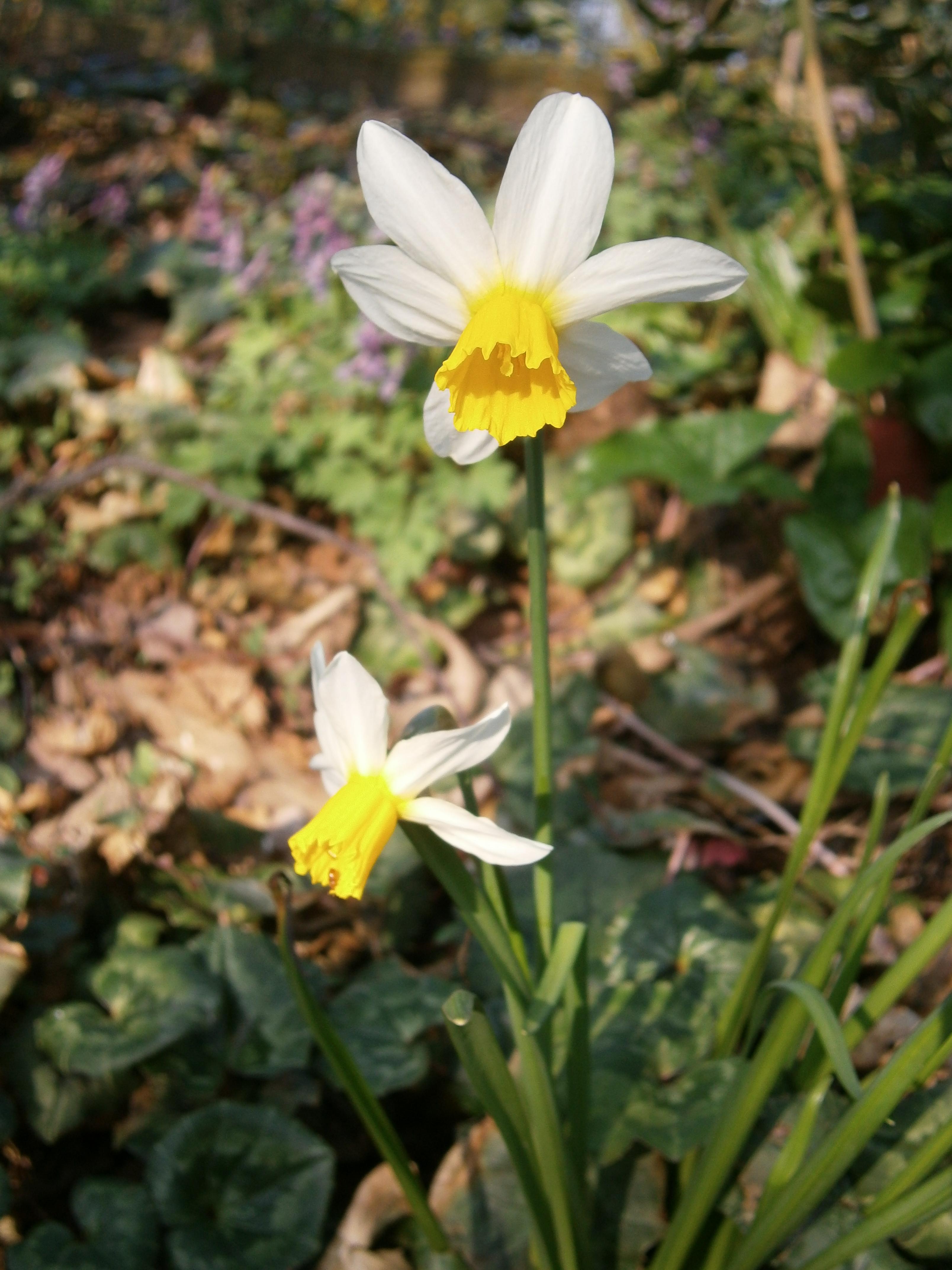 White flower with yellow center stigma and anthers, green stems and leaves,