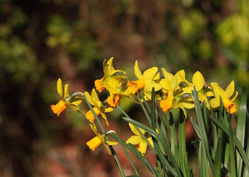 bright-yellow flowers with cup-shaped, orange corona, dark-green, slender stems, and long, dark-green, narrow leaves
