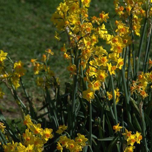 bright-yellow flowers with orange corona, blue-green, slender stems, and long, blue-green, narrow leaves
