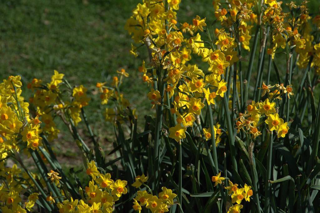 bright-yellow flowers with orange corona, blue-green, slender stems, and long, blue-green, narrow leaves
