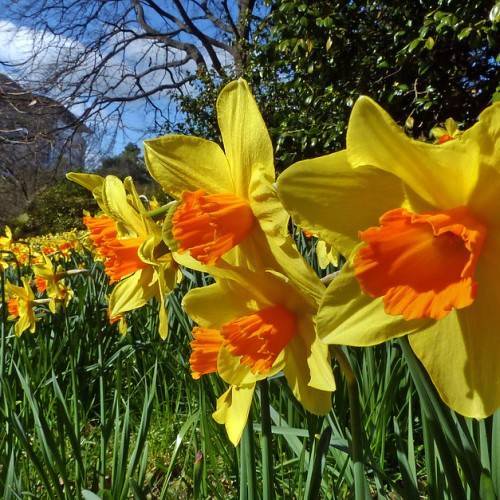 yellow-orange flowers with green leaves and stems