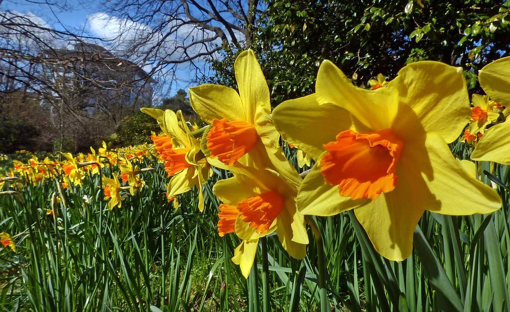 yellow-orange flowers with green leaves and stems