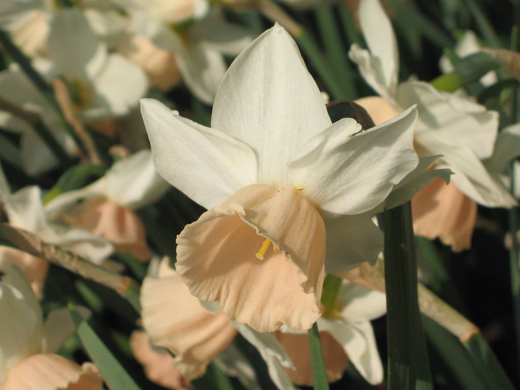 Triandrus  daffodil(Narcissus 'Katie Heath'); white-peach flowers with cup-shaped, peachy corona, yellow stamens, and long, dark-green, narrow leaves
