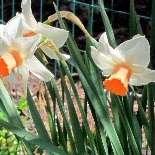 white-orange flowers with bell-shaped, orange corona, long, blue-green, slender stems, and long, blue-green, narrow leaves
