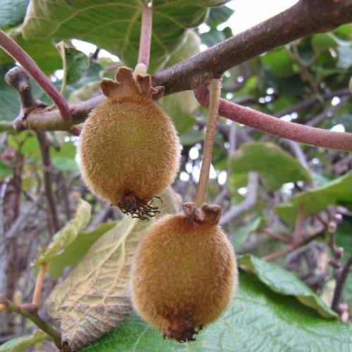 Brown-pink stems with low-hanging brown-green fruit.