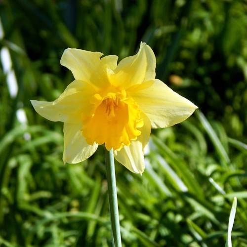 Narcissus 'King Alfred'; yellow flowers with bell-shaped, dar-yellow corona, and long, blue-green, slender stems