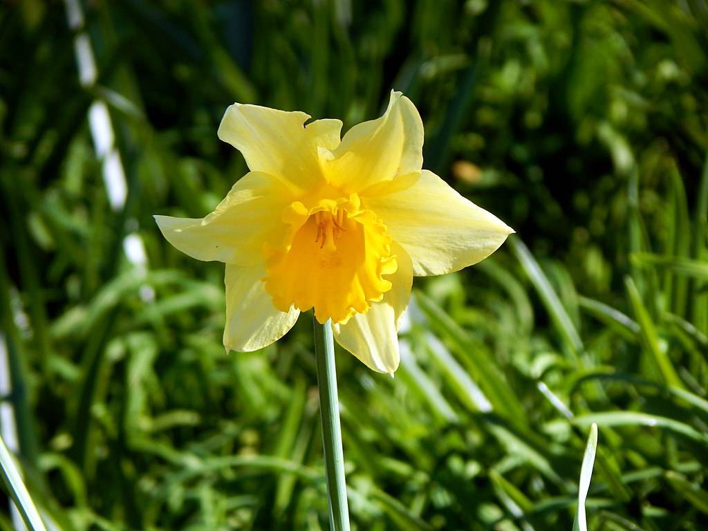 
Narcissus 'King Alfred'; yellow flowers with bell-shaped, dar-yellow corona, and long, blue-green, slender stems