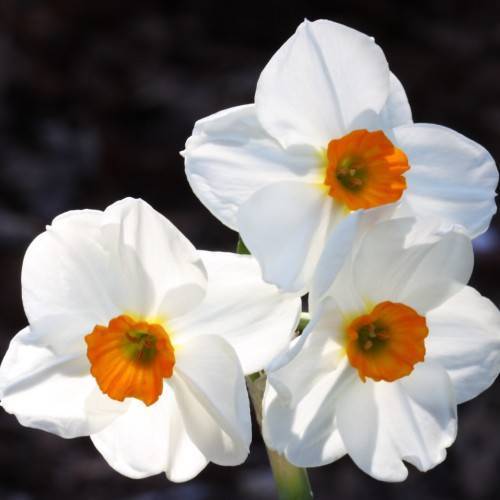 White flower with orange-yellow center, yellow stigma, lime style, orange anthers and green-lime stems.