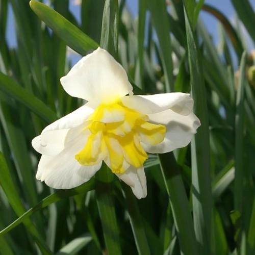 White flower with yellow-white center green stems and leaves.