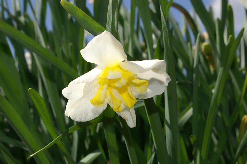 White flower with yellow-white center green stems and leaves.
