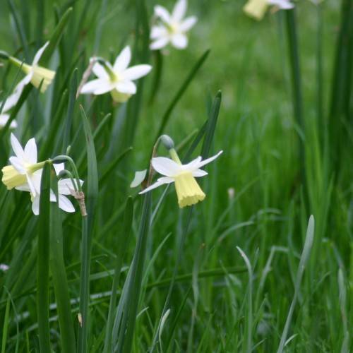Narcissus 'Lemon Drops': white-pale flowers with bell-shaped, pale corona, long, blue-green, slender stems, and long, blue-green, narrow leaves
