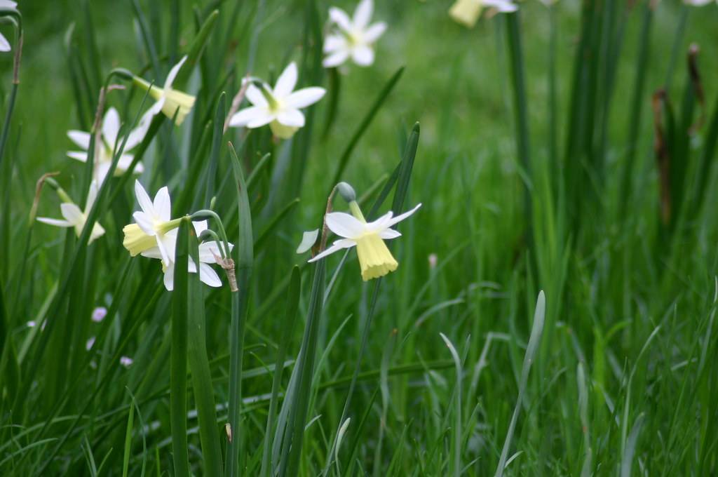 
Narcissus 'Lemon Drops': white-pale flowers with bell-shaped, pale corona, long, blue-green, slender stems, and long, blue-green, narrow leaves
