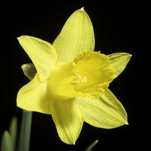 yellow flower with stamen, yellow stigma and style, green stems and leaves