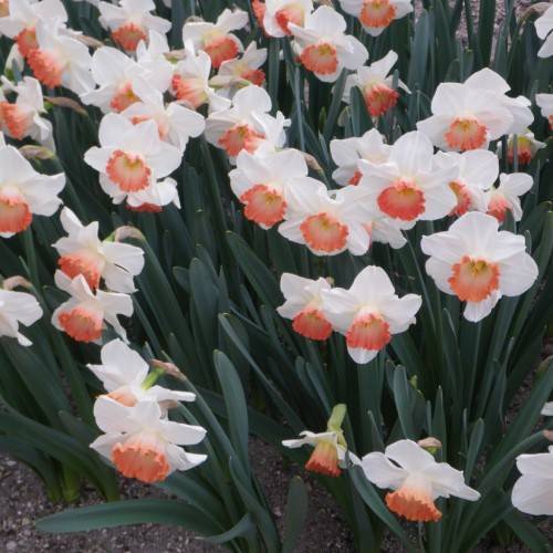 white flowers with peach-orange center, dark-green leaves and stems