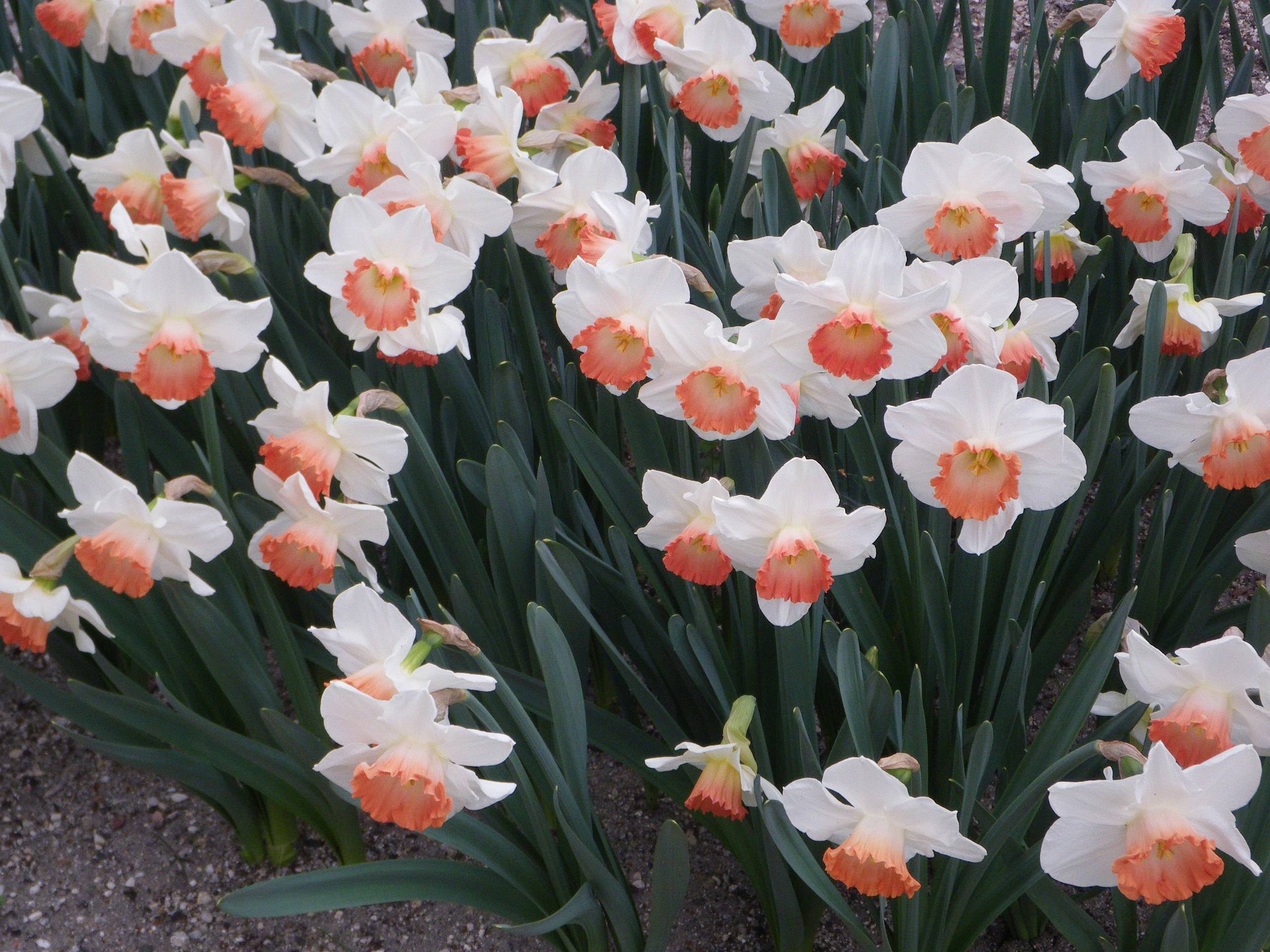 white flowers with peach-orange center, dark-green leaves and stems