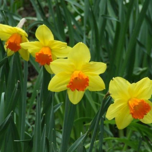 white flowers with orange center, dark-green leaves and stems