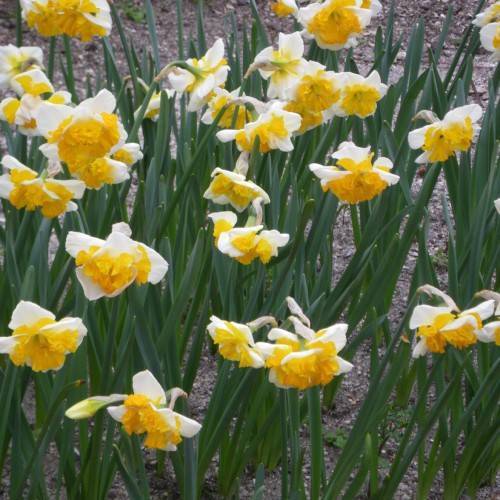 white-yellow flowers with dark-green leaves and stems