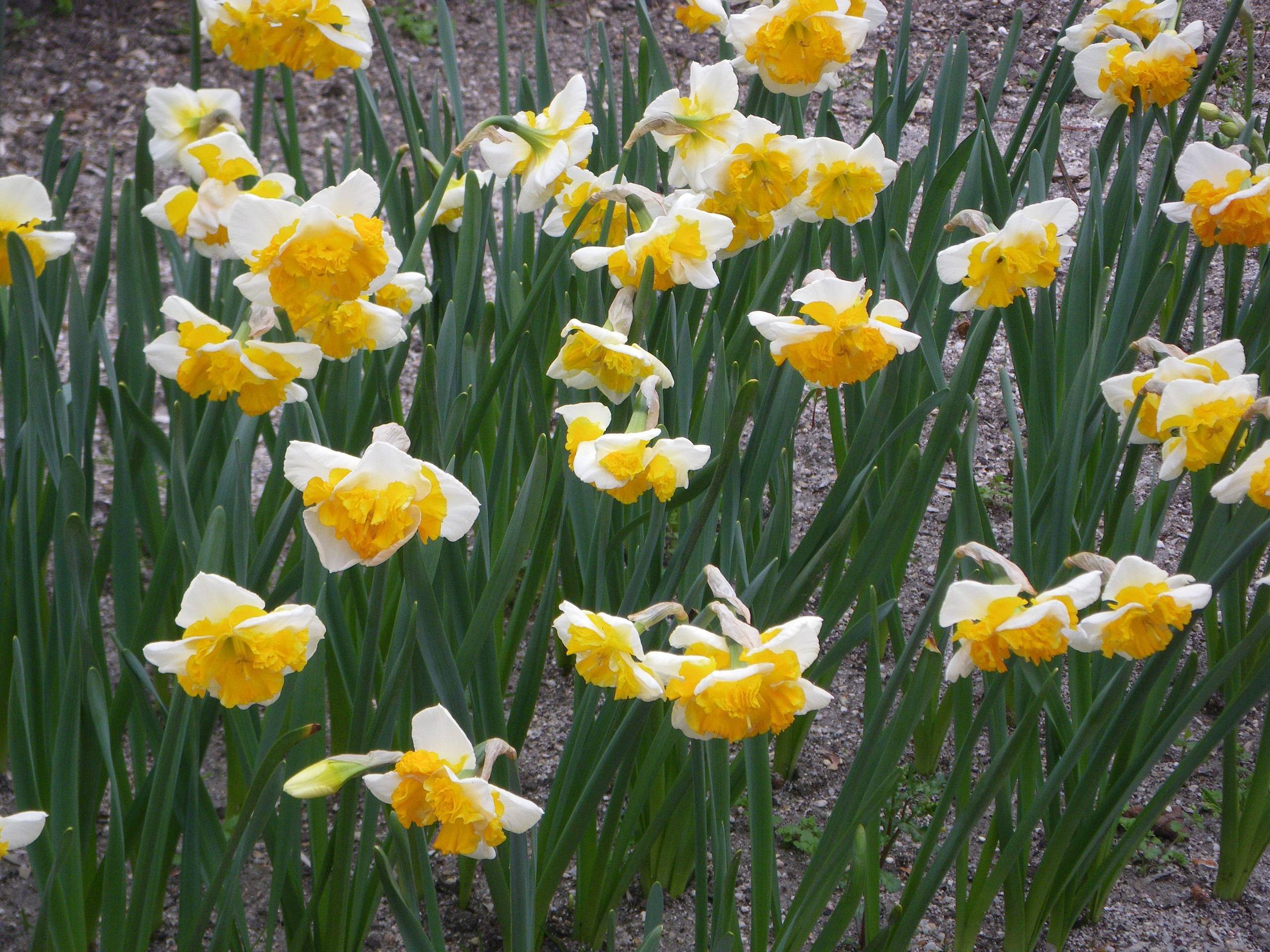 white-yellow flowers with dark-green leaves and stems