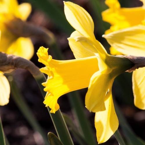 bright-yellow flowers with purple sepals, green leaves and stems